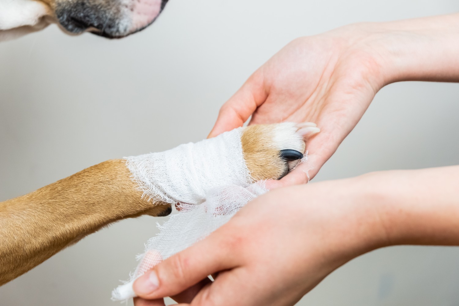 Dogs Arm Being Bandaged