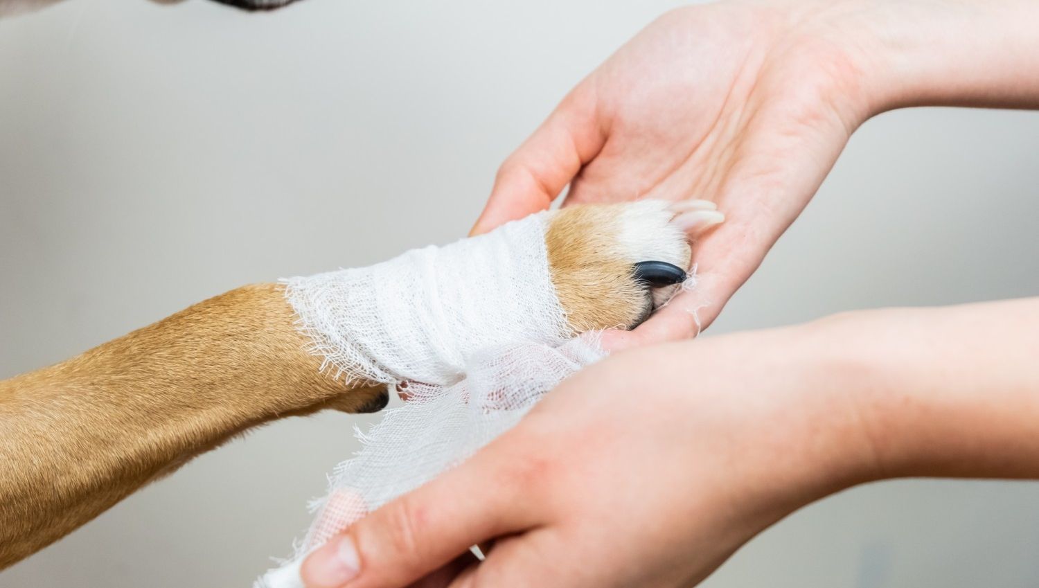 Dog with arm being bandaged